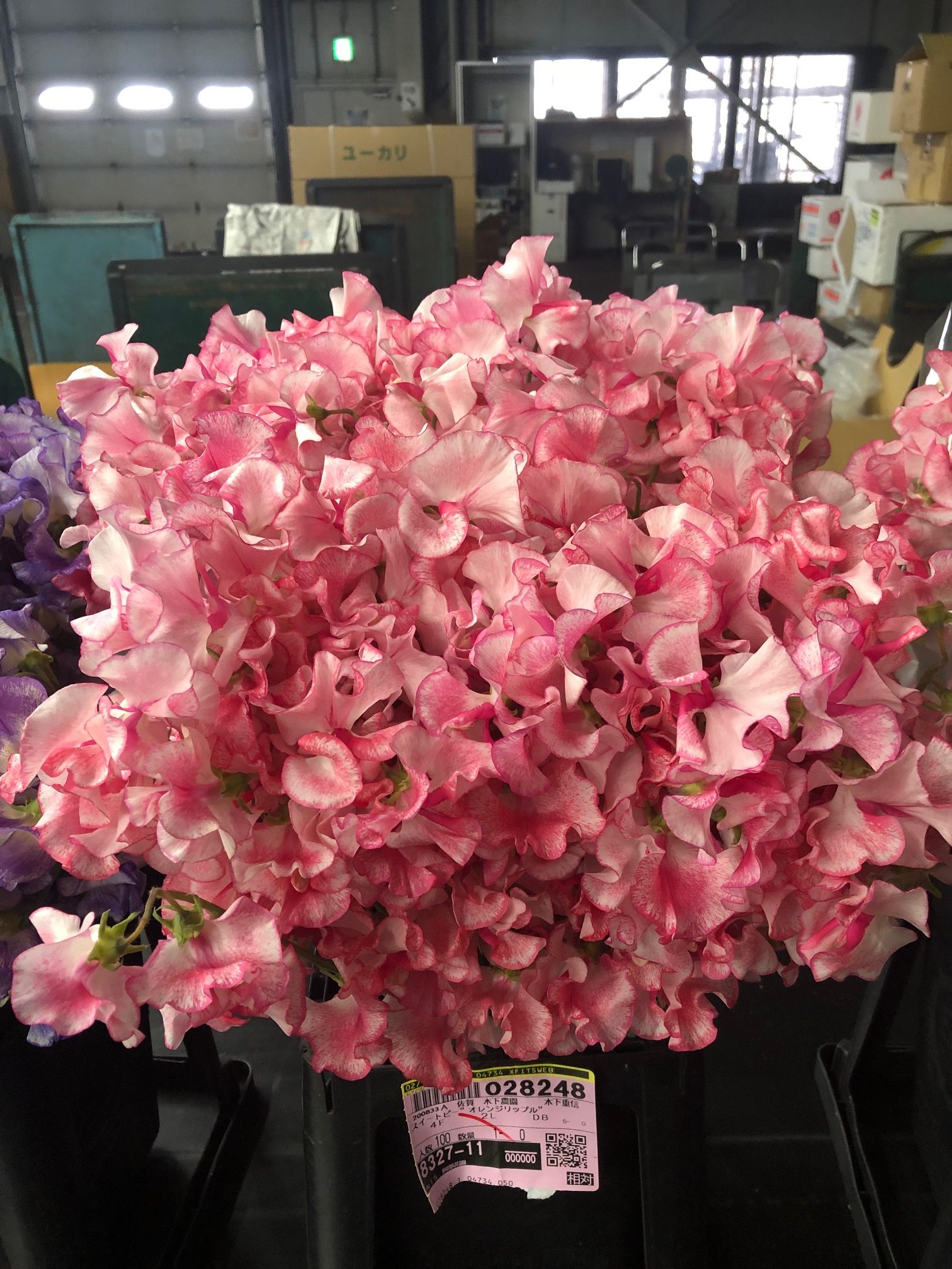 オレンジリップル |