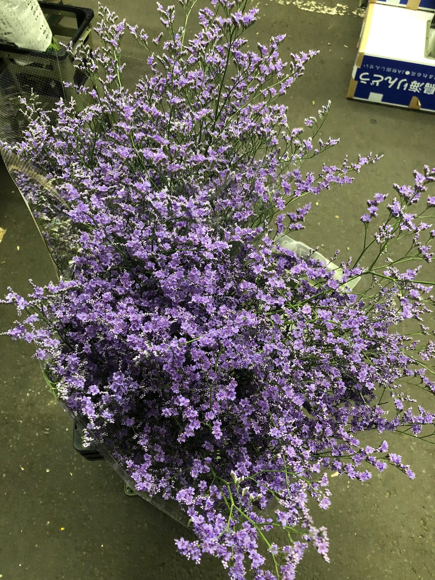 ブルーファンタジア